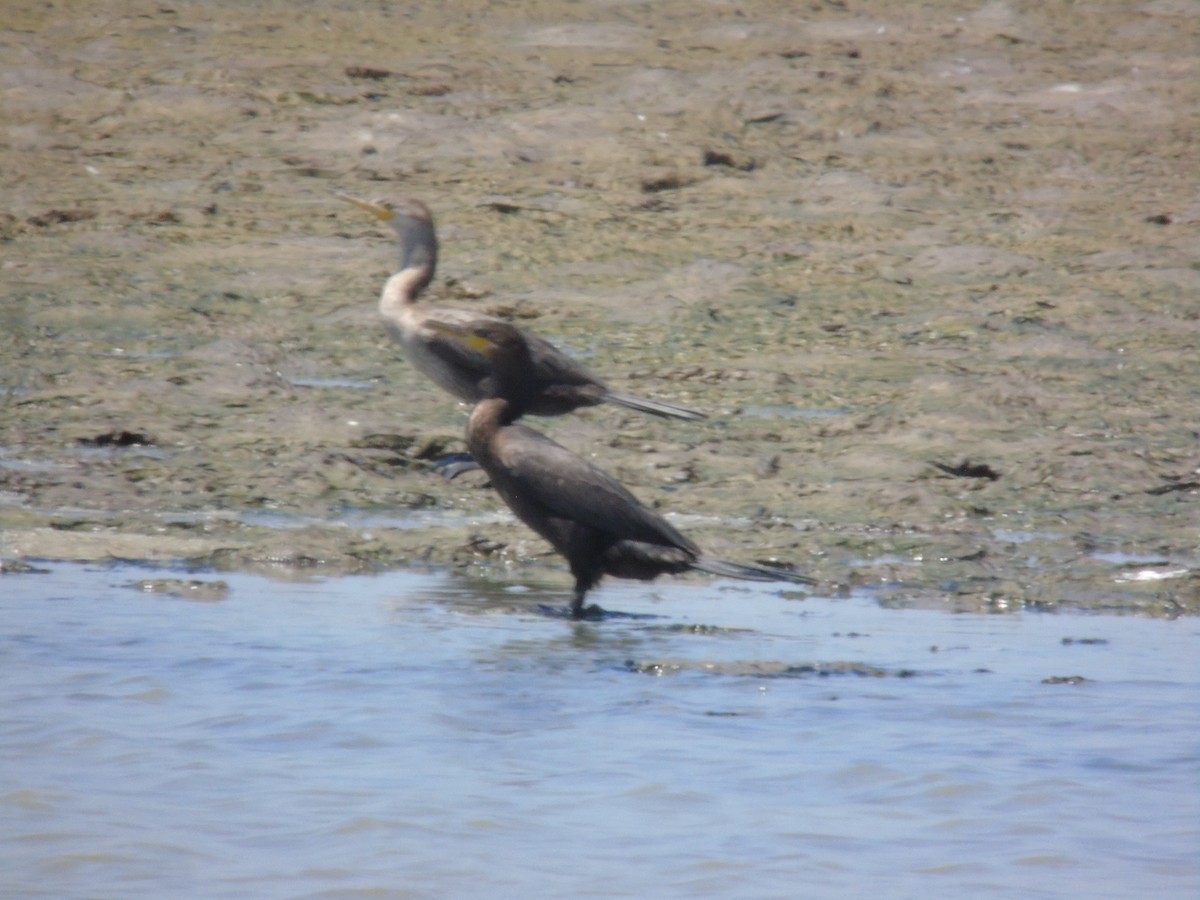 Neotropic Cormorant - ML544032331