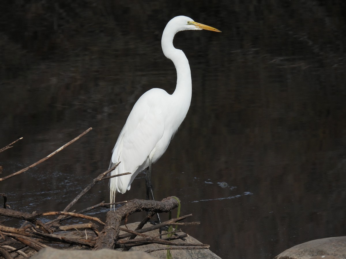 Great Egret - ML544032551