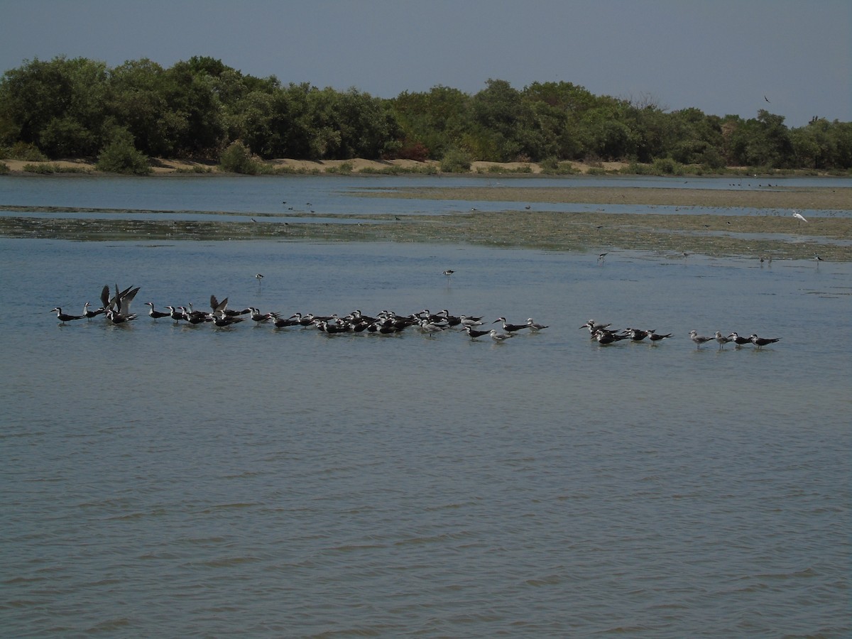 Ml Black Skimmer Macaulay Library