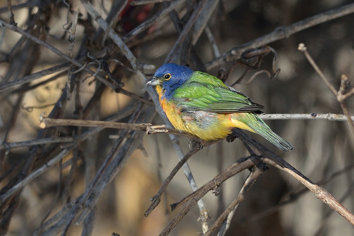 Painted Bunting - ML544032961
