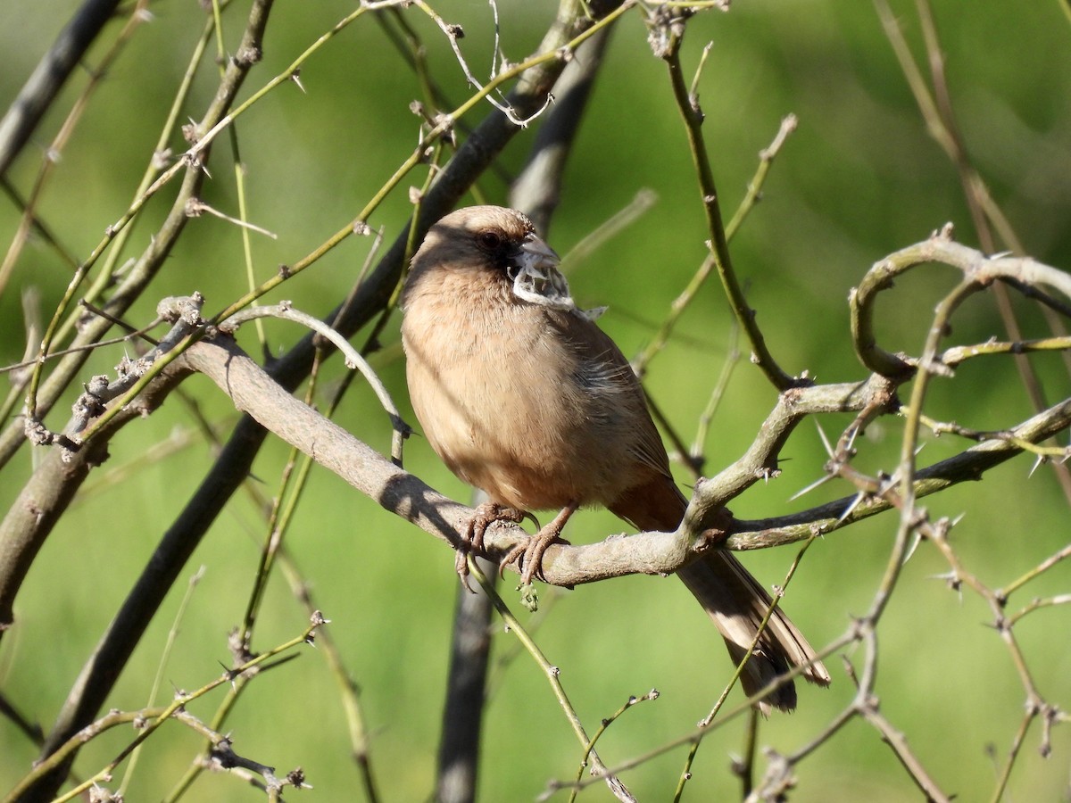 Abert's Towhee - ML544032971