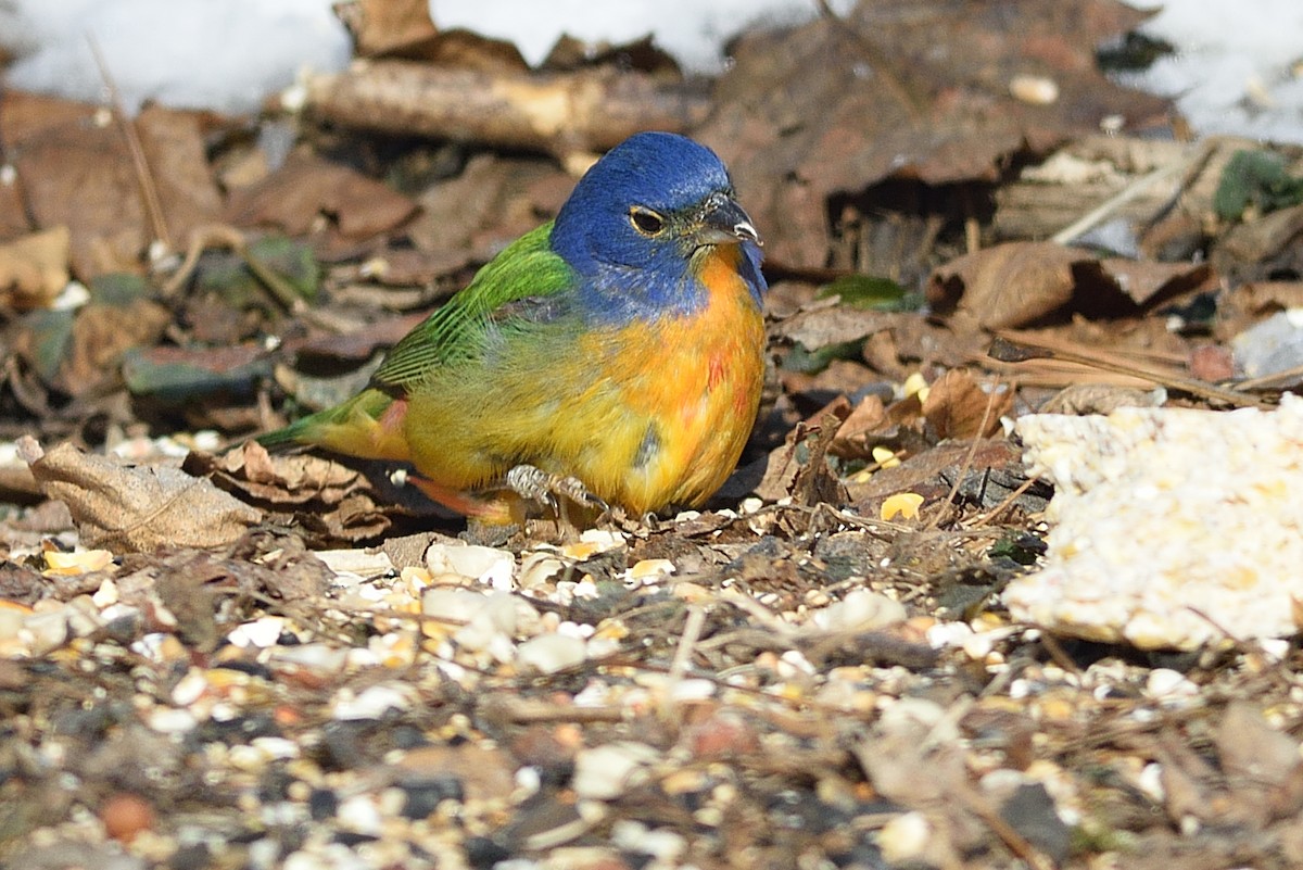 Painted Bunting - ML544033061