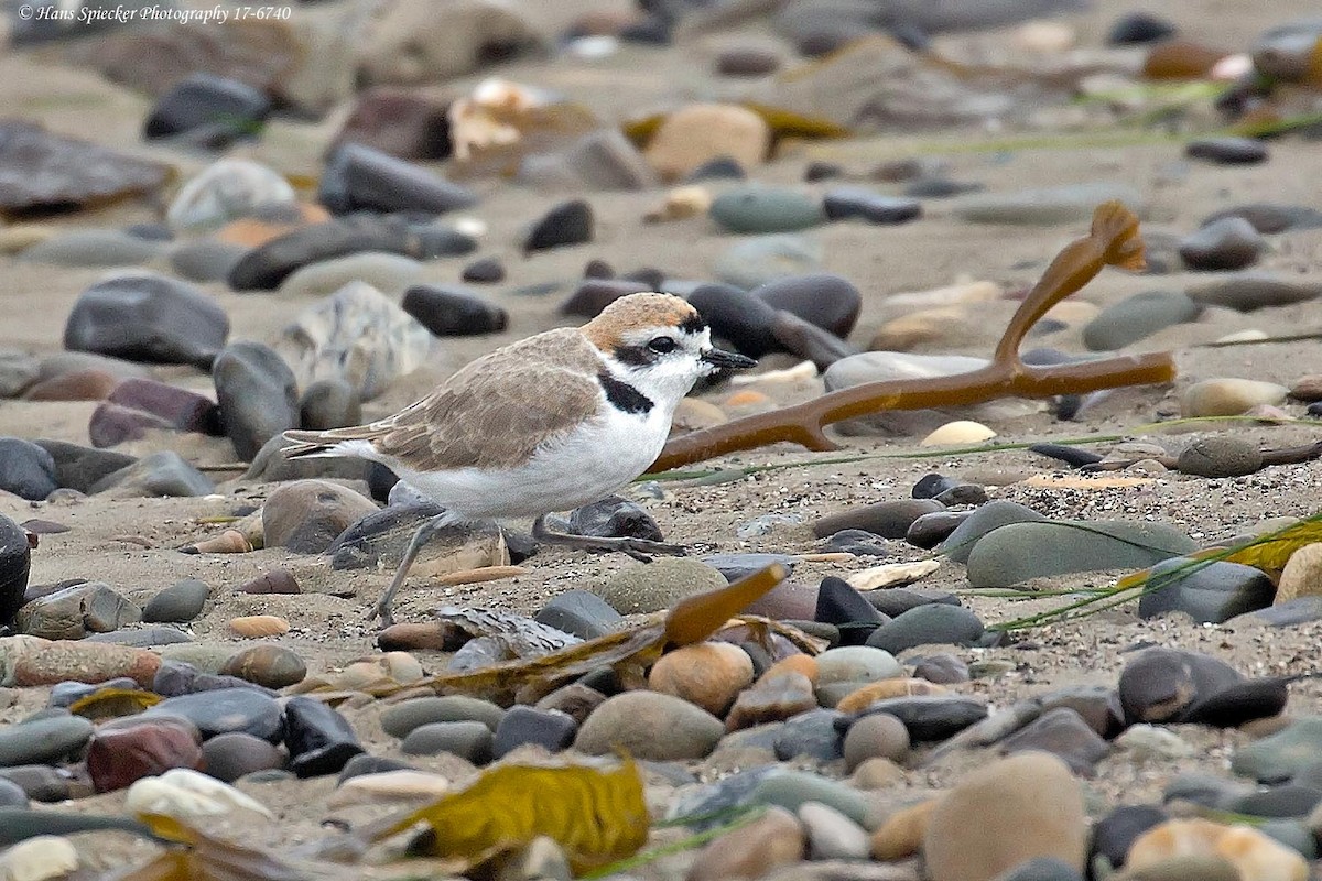 Snowy Plover - ML54403341