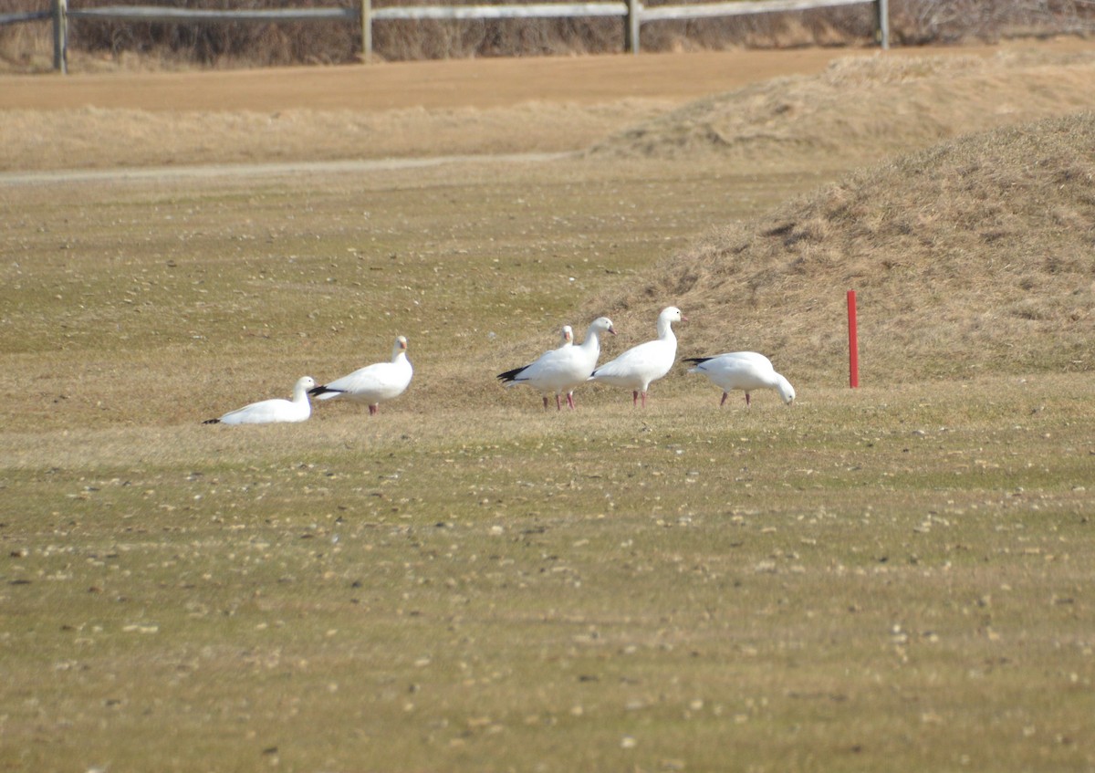 Ross's Goose - ML544033521