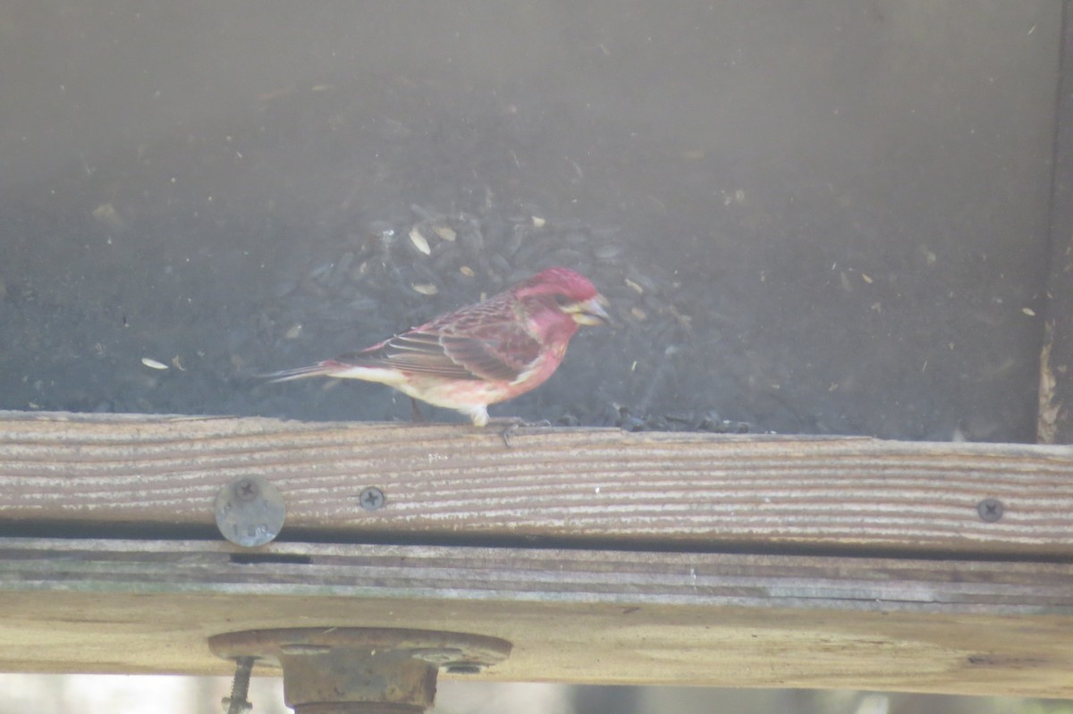 Purple Finch - Beth Lenoble