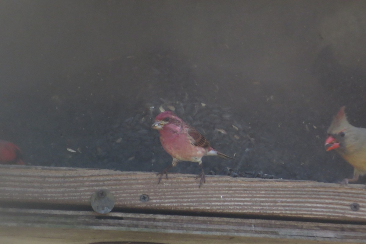 Purple Finch - Beth Lenoble