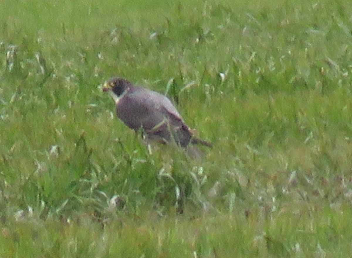 Peregrine Falcon - ML544034561