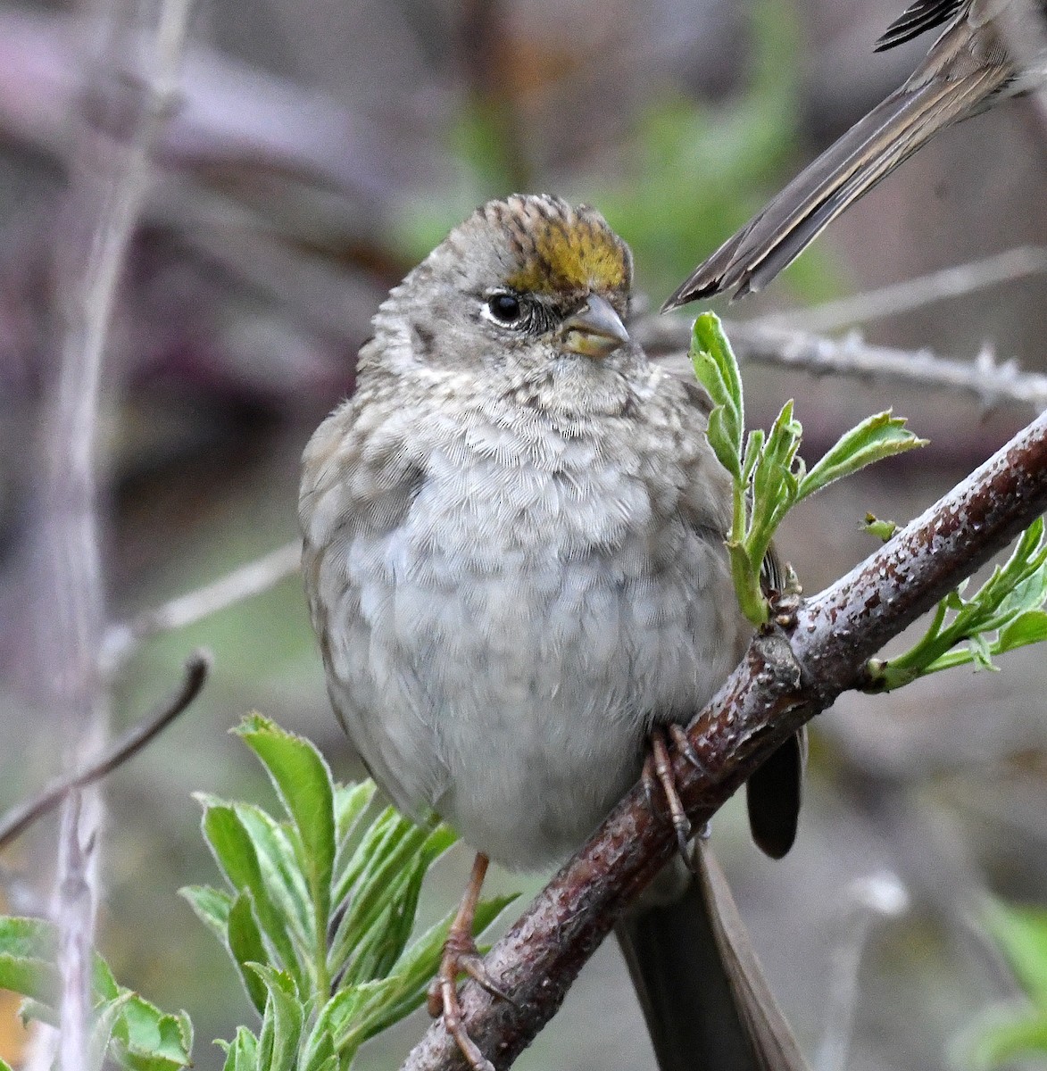 Golden-crowned Sparrow - ML544035401