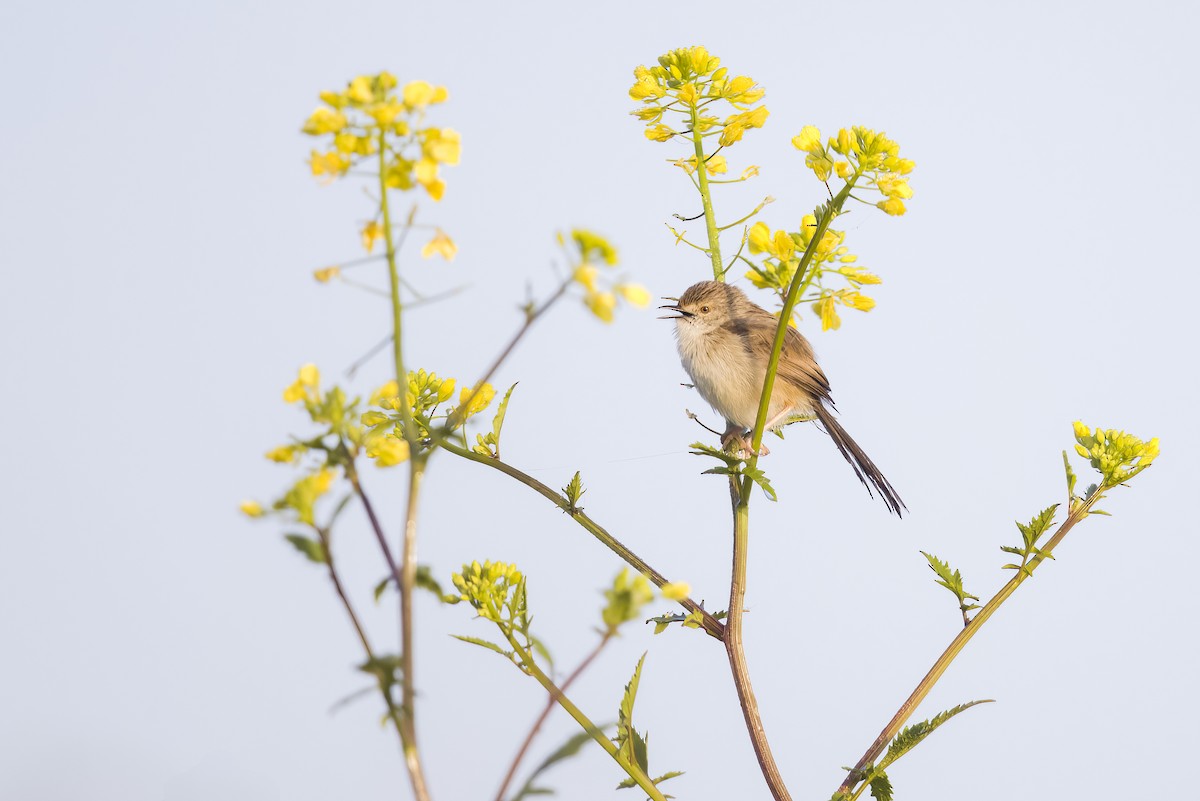 Graceful Prinia - ML544036531