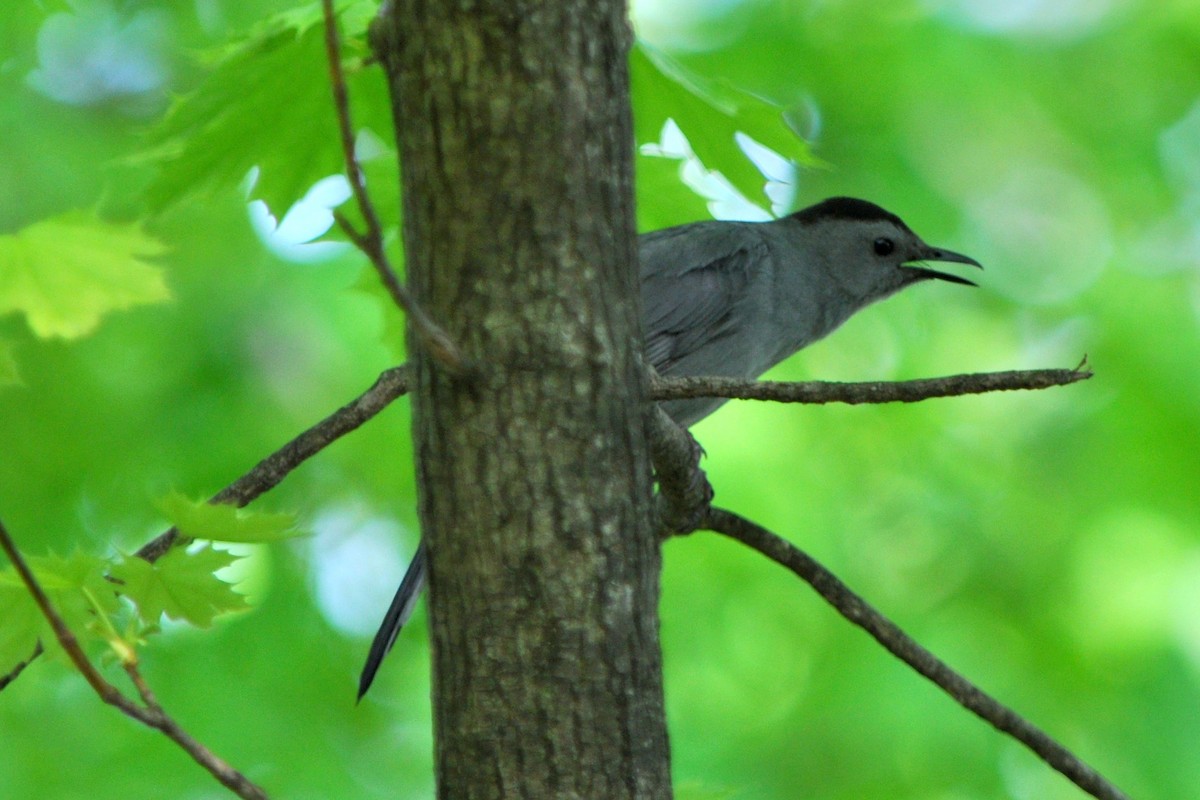 Gray Catbird - ML544037211