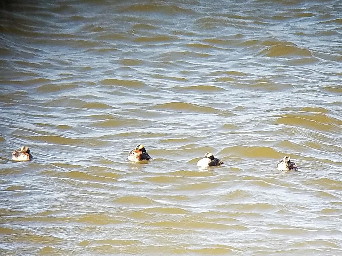 Horned Grebe - ML54403761