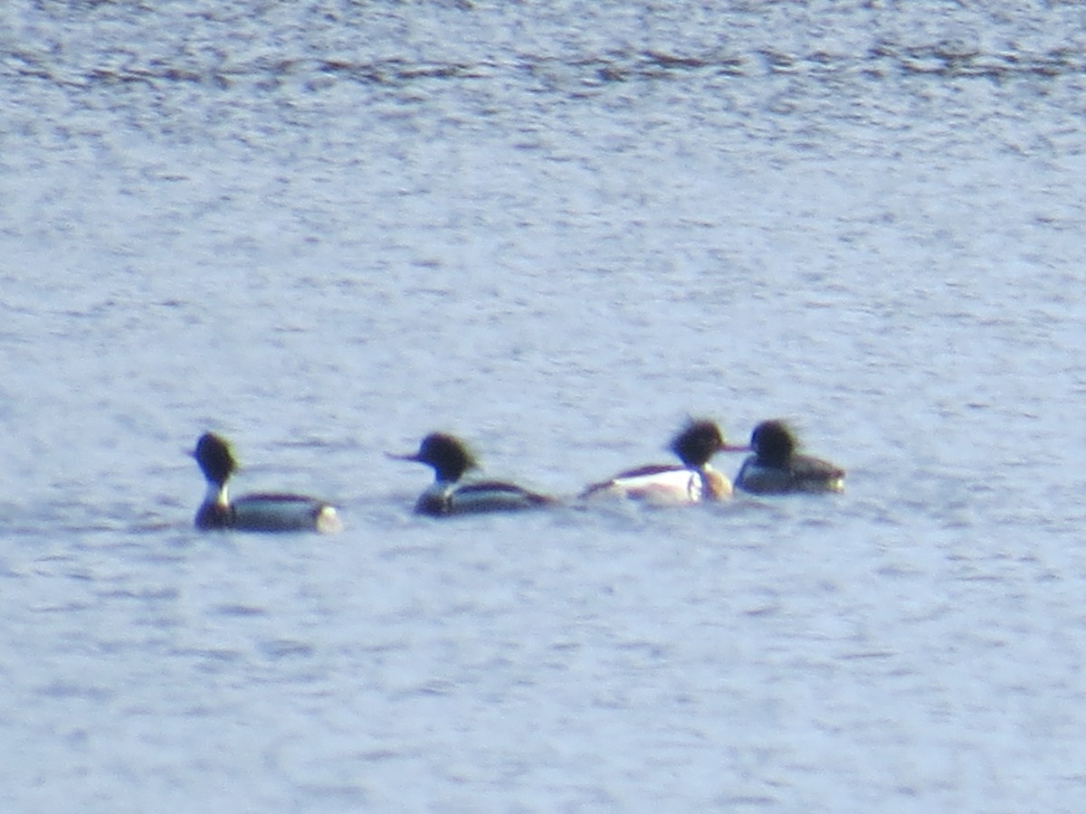 Red-breasted Merganser - ML544040921