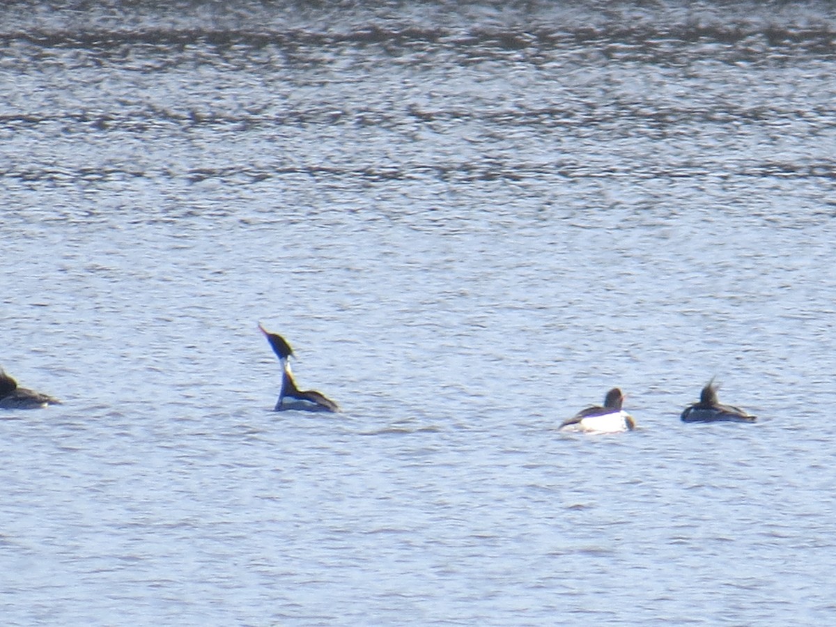 Red-breasted Merganser - ML544040941