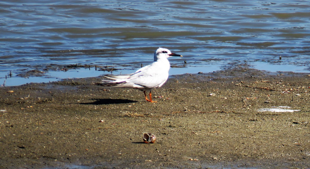 Snowy-crowned Tern - Michel Turcot