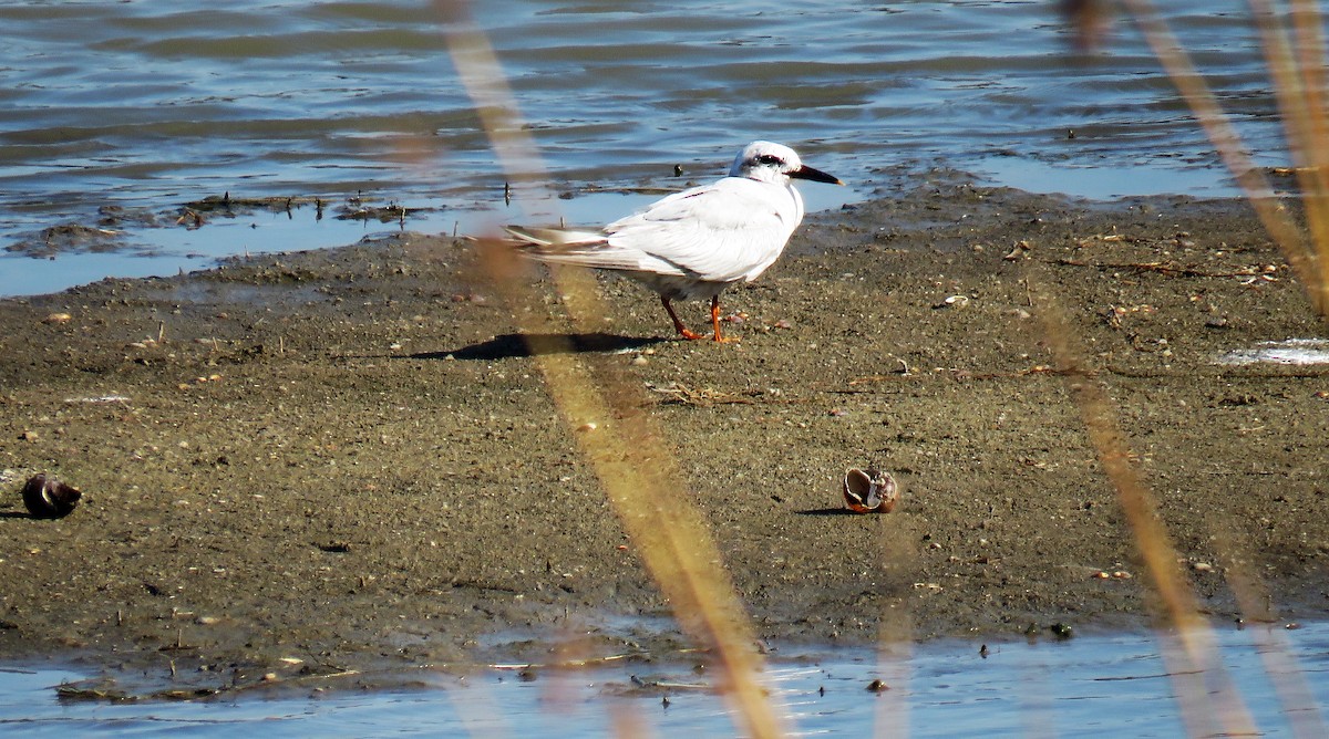 Snowy-crowned Tern - ML544043381