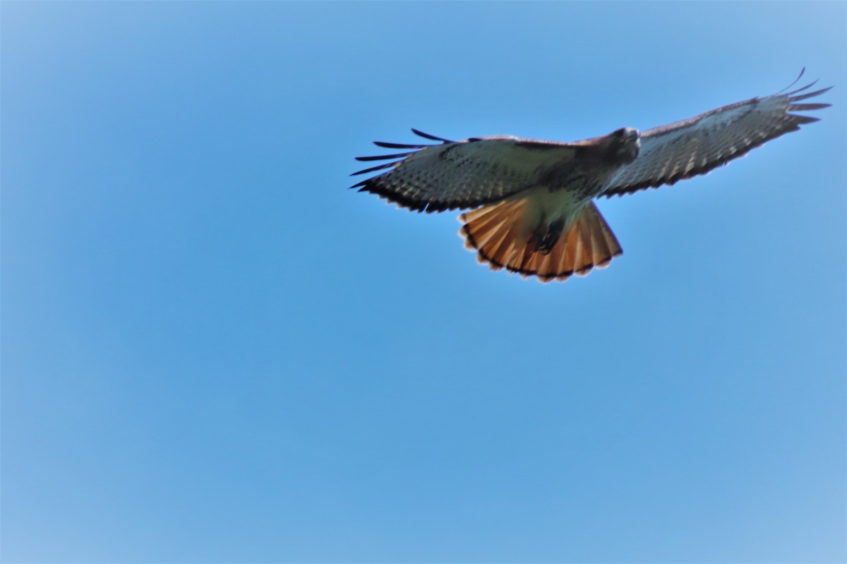 Red-tailed Hawk - ML544043741