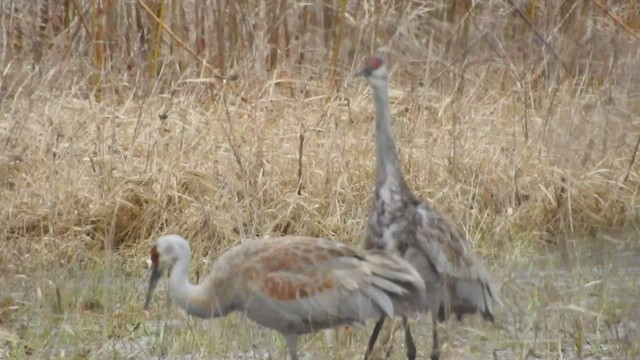 Sandhill Crane - ML544043971