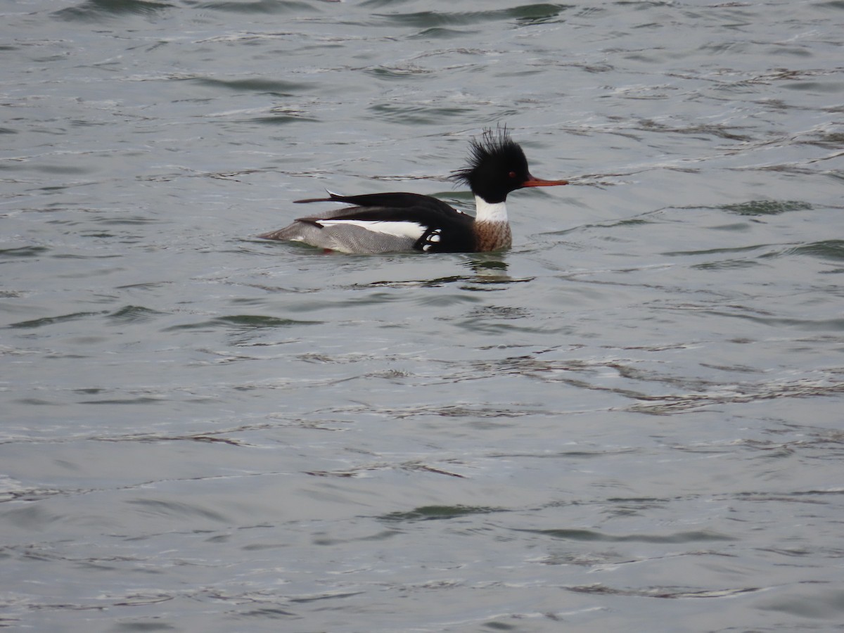 Red-breasted Merganser - Michele McDermott