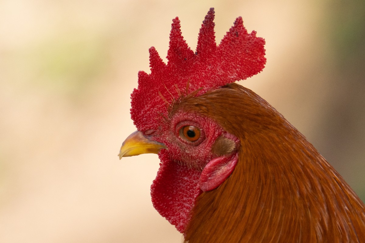 Тэжээмэл тахиа - ML544044531