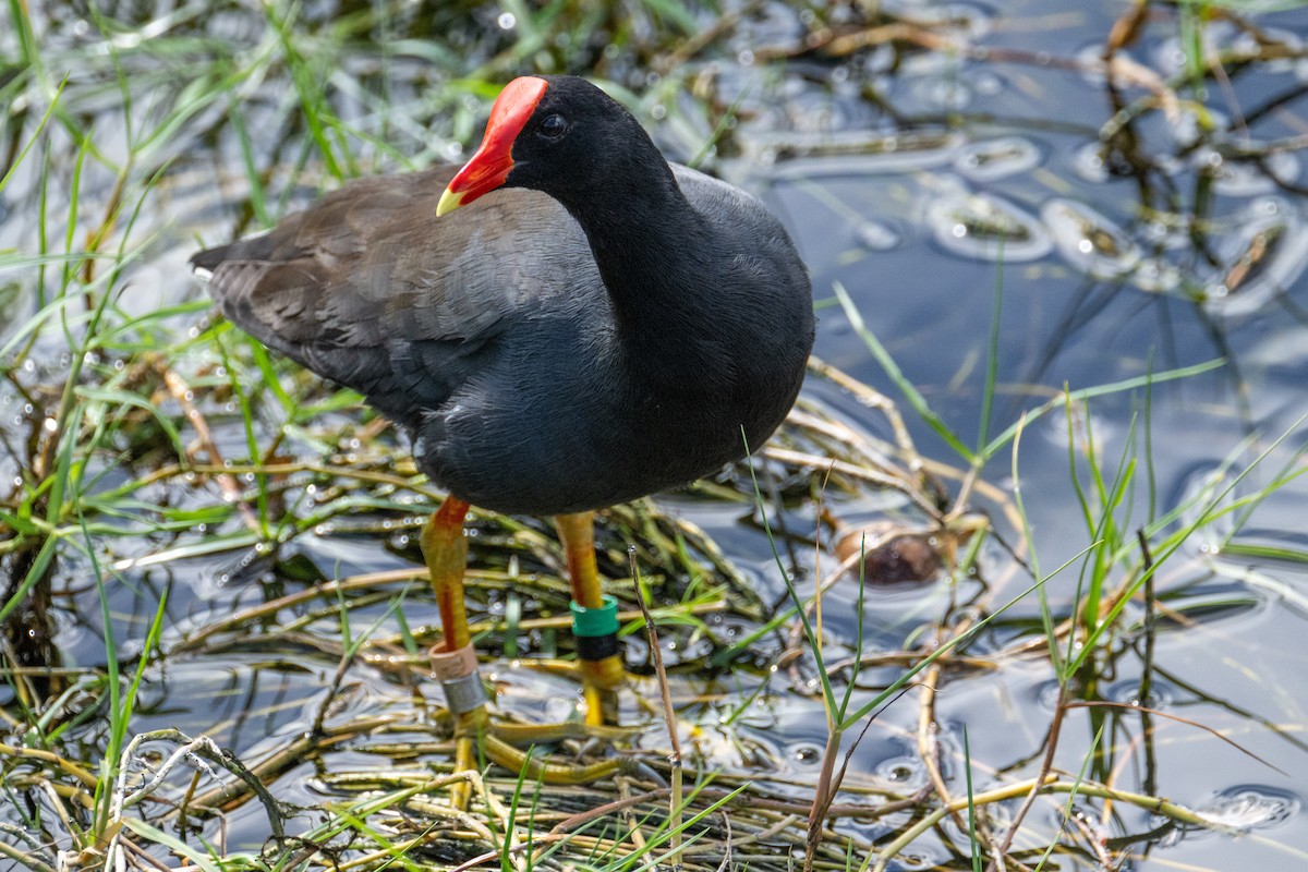 Common Gallinule - ML544044611