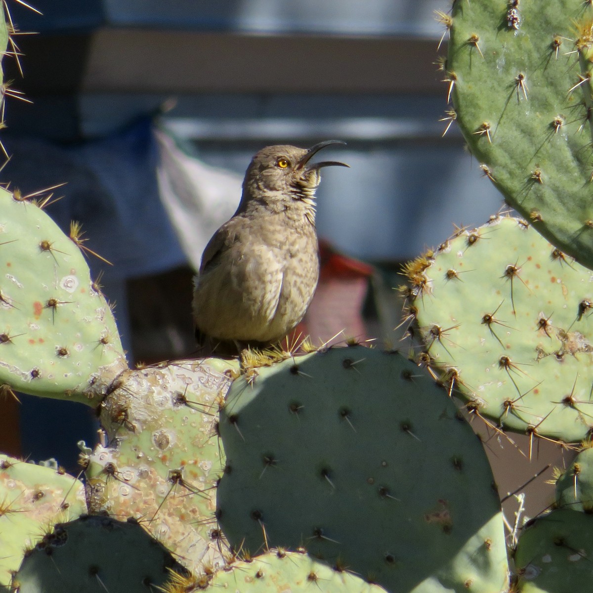 Curve-billed Thrasher - ML544045161