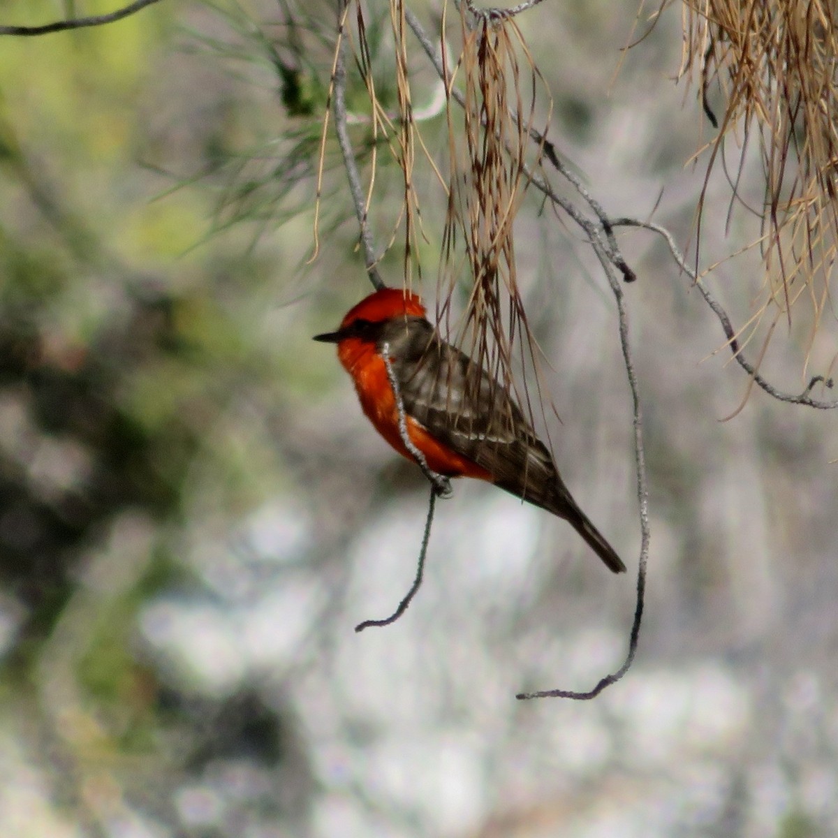 Vermilion Flycatcher - Anita Toney