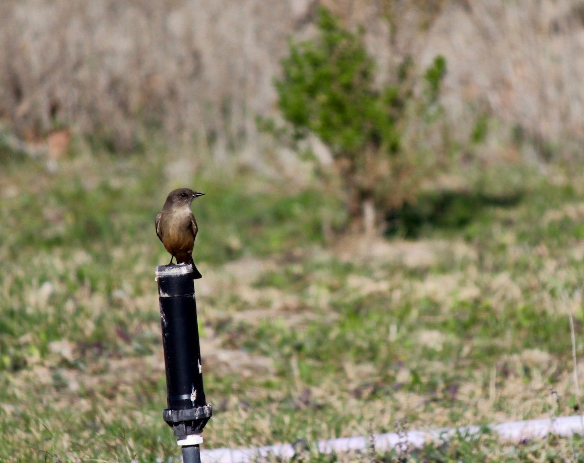 Say's Phoebe - Daniel S.