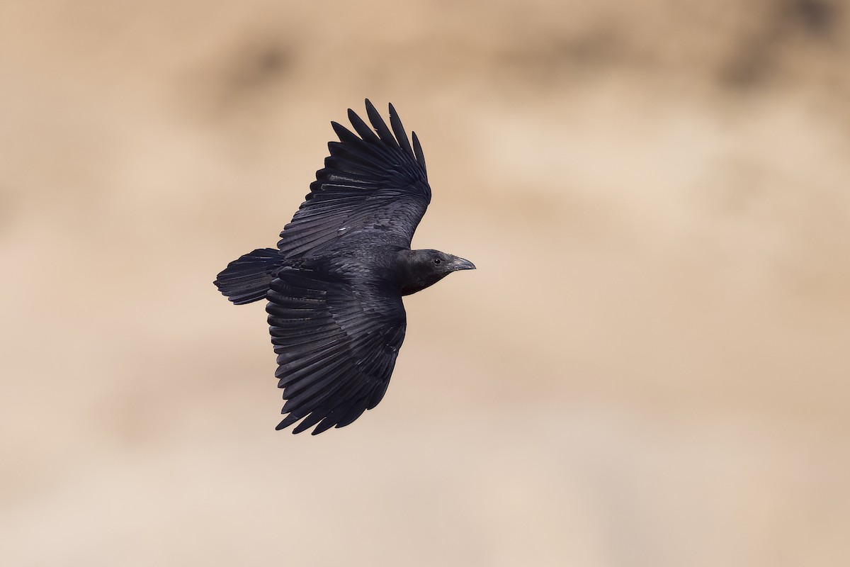 Fan-tailed Raven - Wojciech Janecki