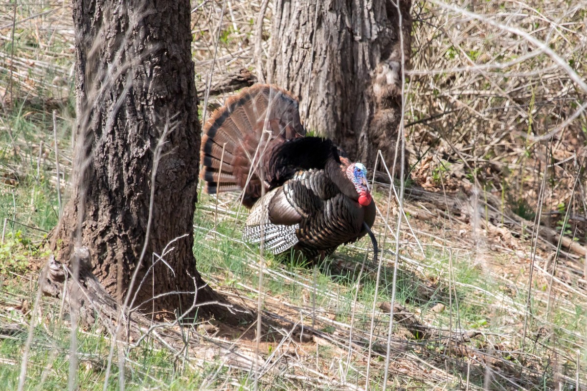 Wild Turkey - Tom Davis