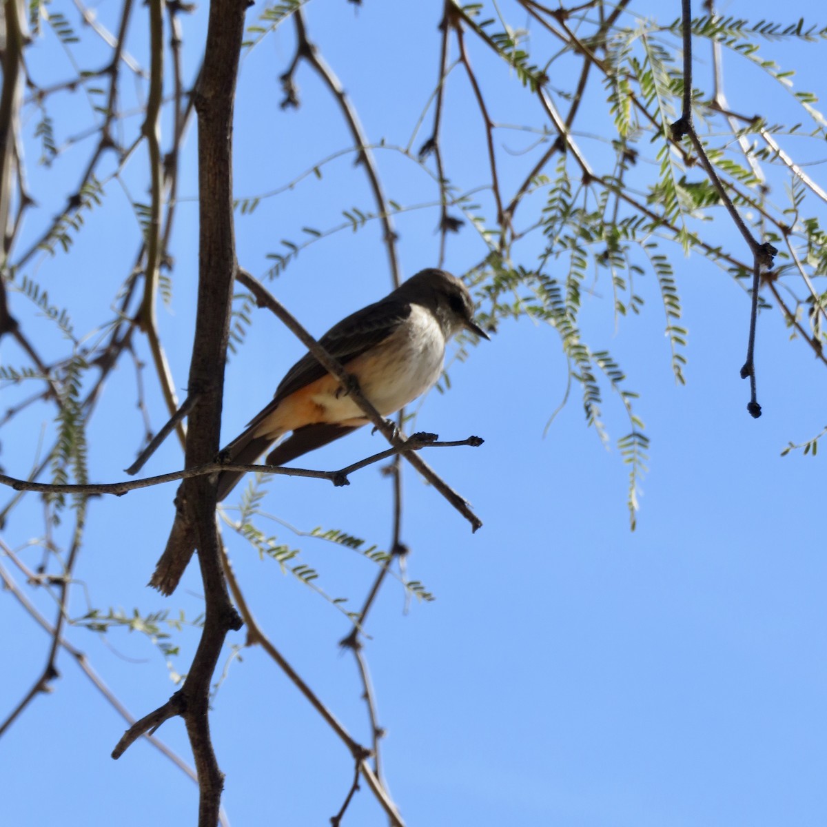 Vermilion Flycatcher - ML544047141