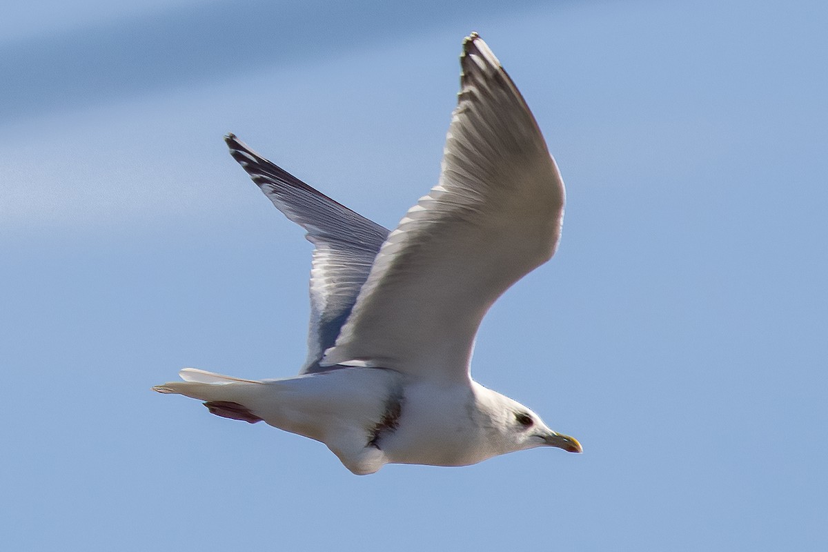 Iceland Gull (Thayer's) - ML544051821