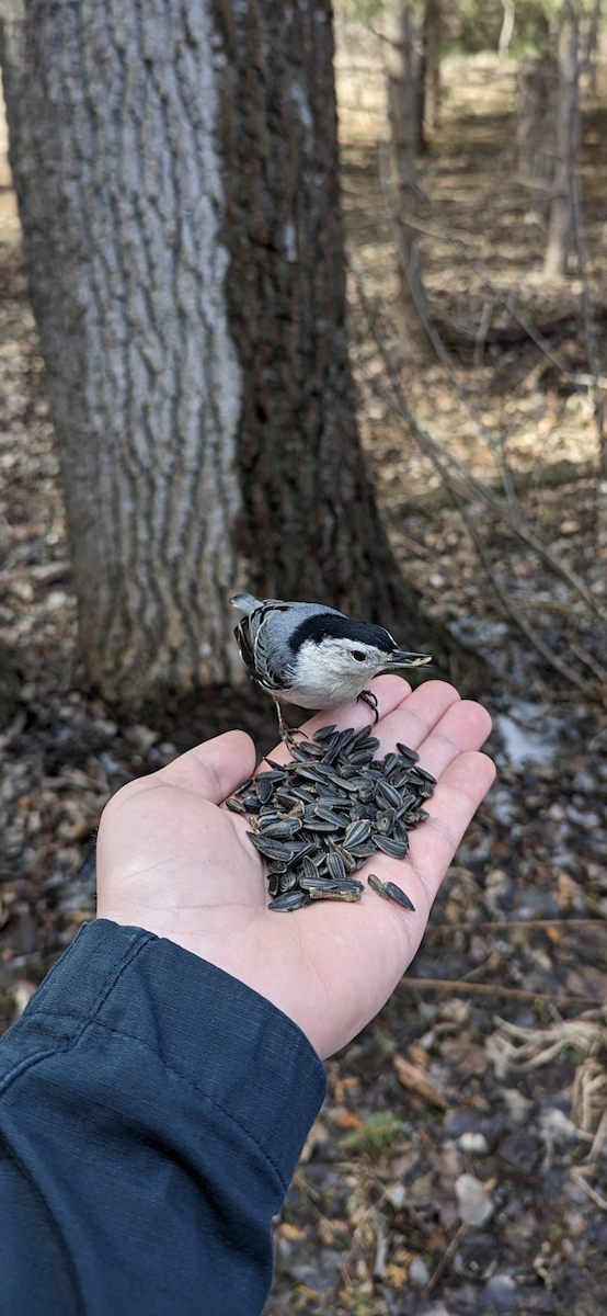 White-breasted Nuthatch - ML544054081