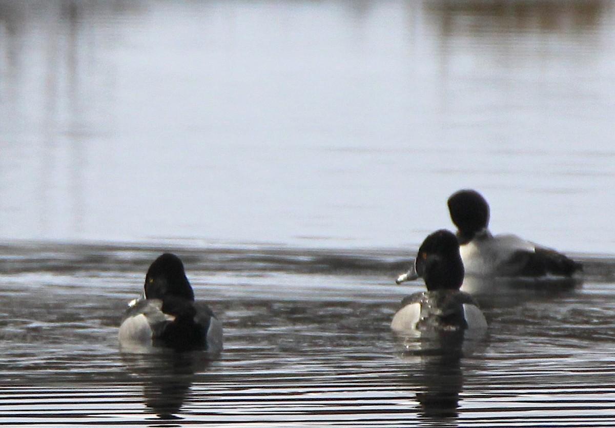 Ring-necked Duck - ML544054131