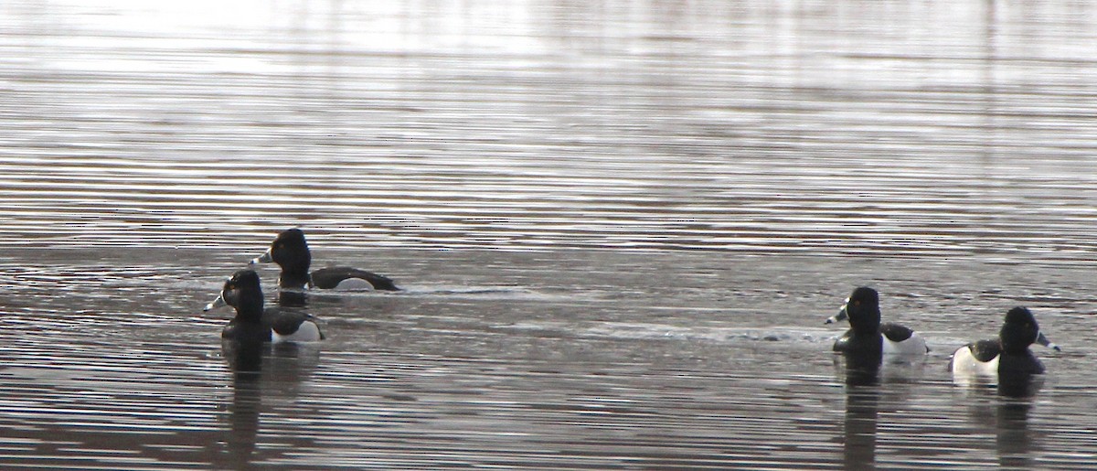 Ring-necked Duck - ML544054141