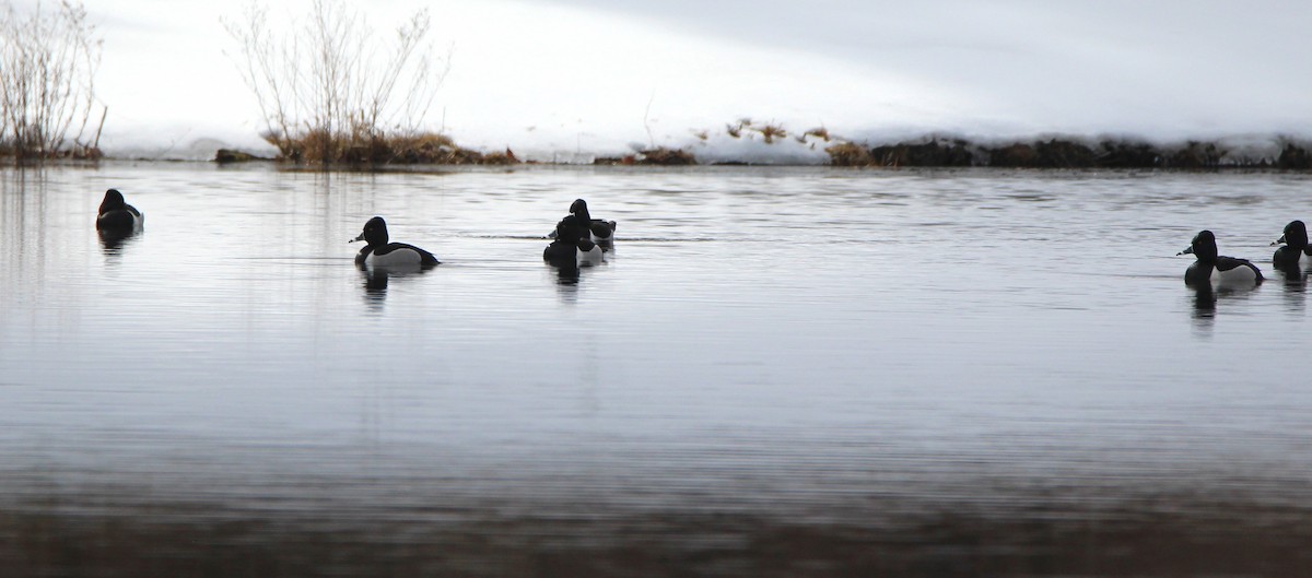 Ring-necked Duck - ML544054191