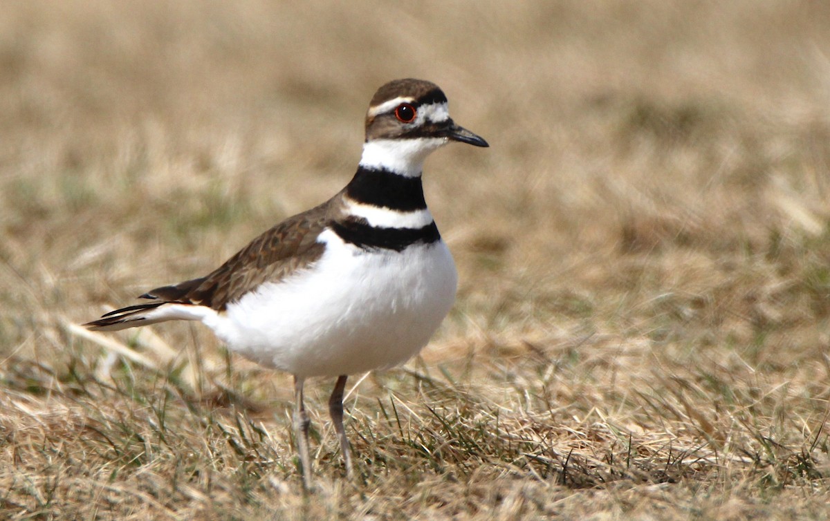 Killdeer - ML544054381