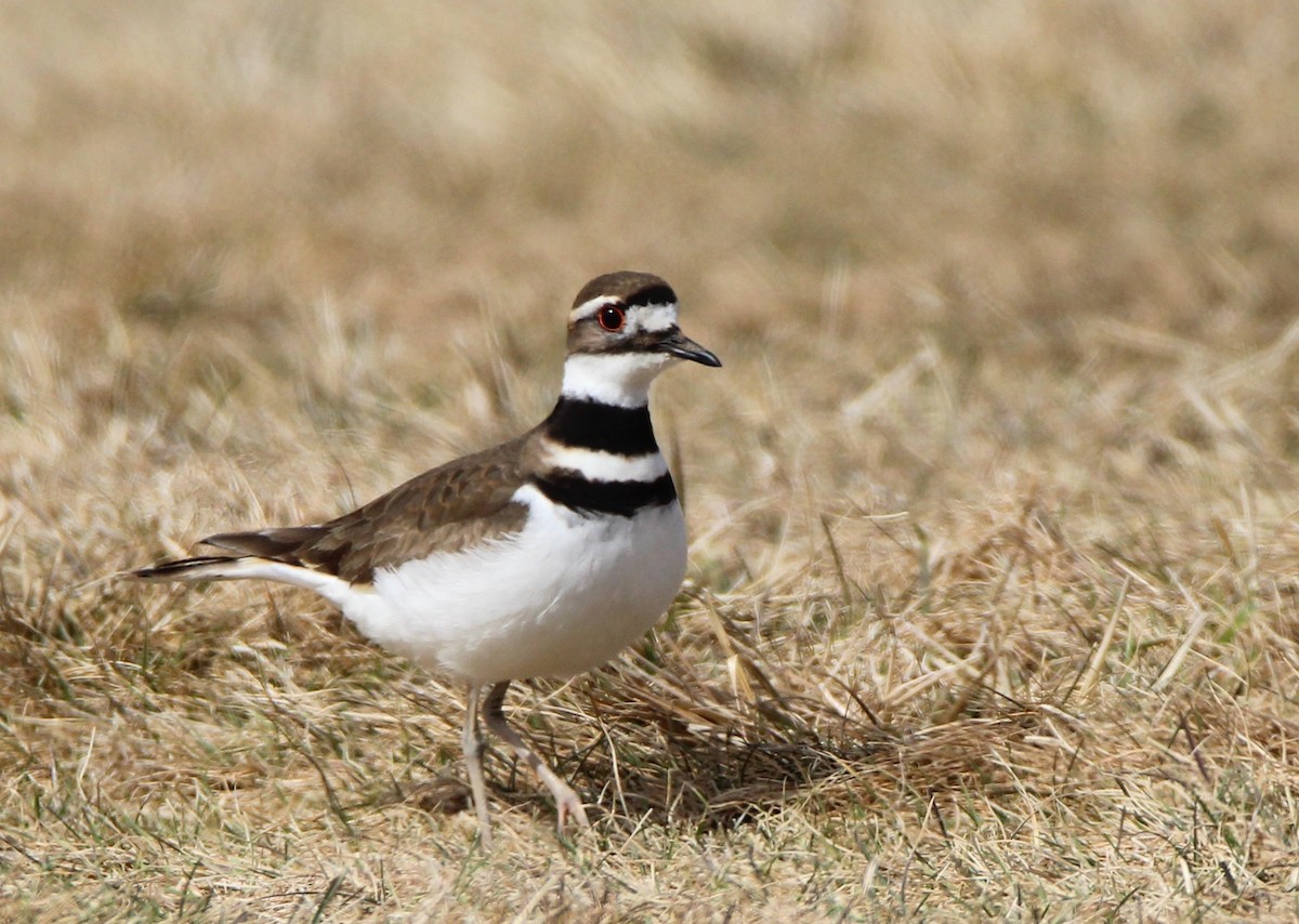 Killdeer - ML544054401