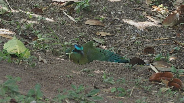 Lesson's Motmot - ML544055851