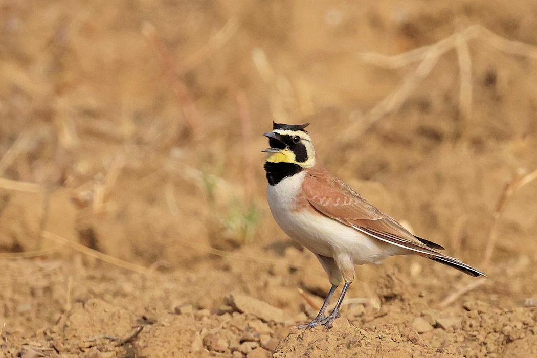 Horned Lark (Mexican) - ML544055871