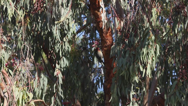 Red-breasted Sapsucker - ML544056141