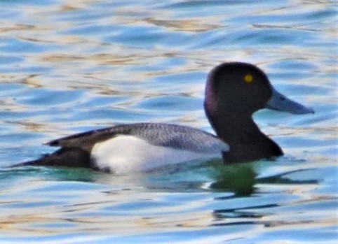 Greater Scaup - ML544056251