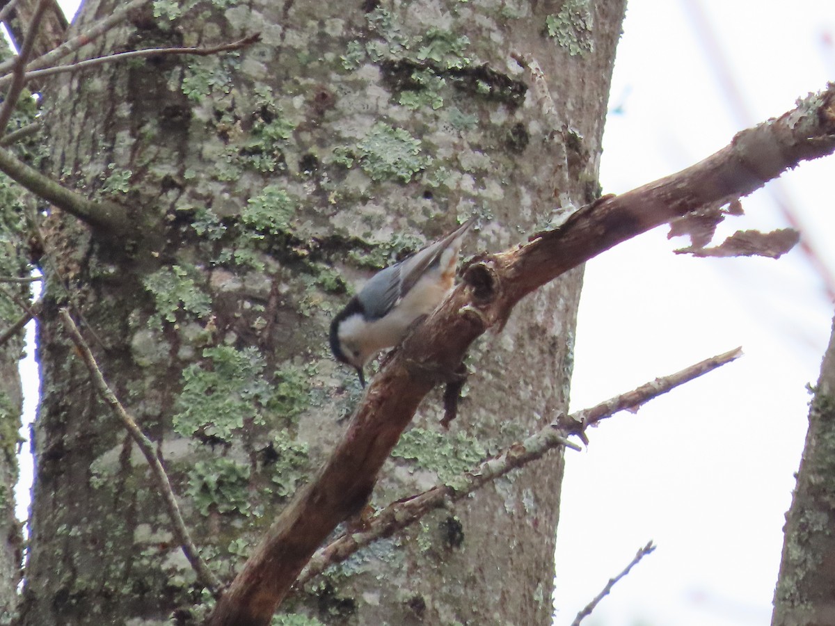 White-breasted Nuthatch - ML544056261