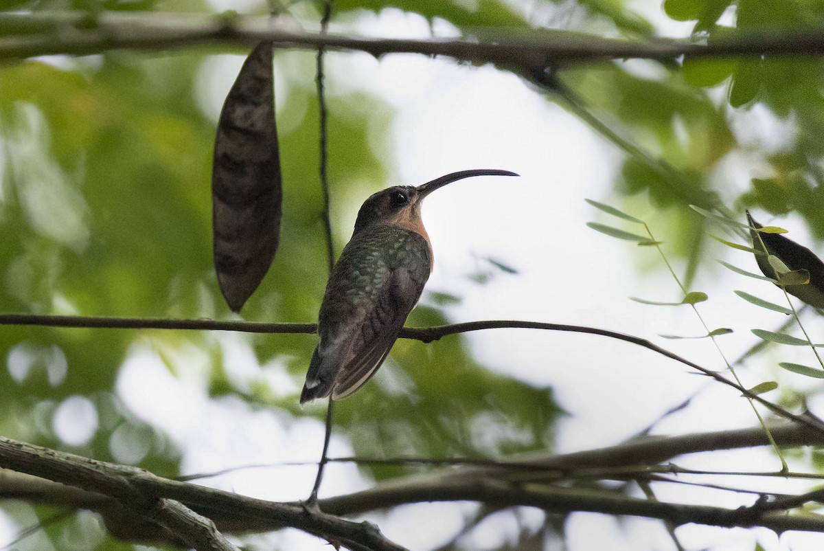 Rufous-breasted Hermit - ML544058751