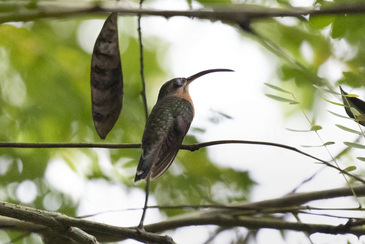 Rufous-breasted Hermit - ML544058851