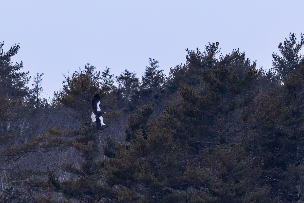 Steller's Sea-Eagle - ML544059981