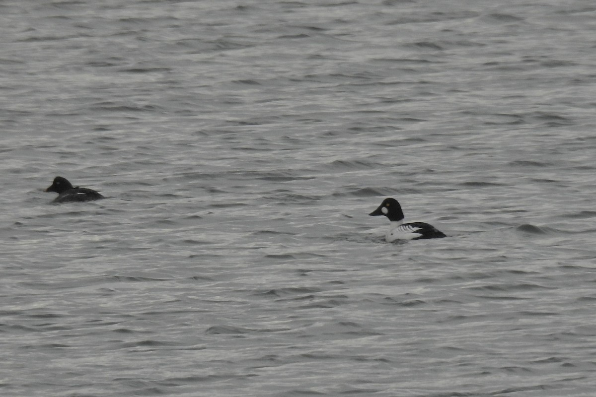 Common Goldeneye - ML544060361