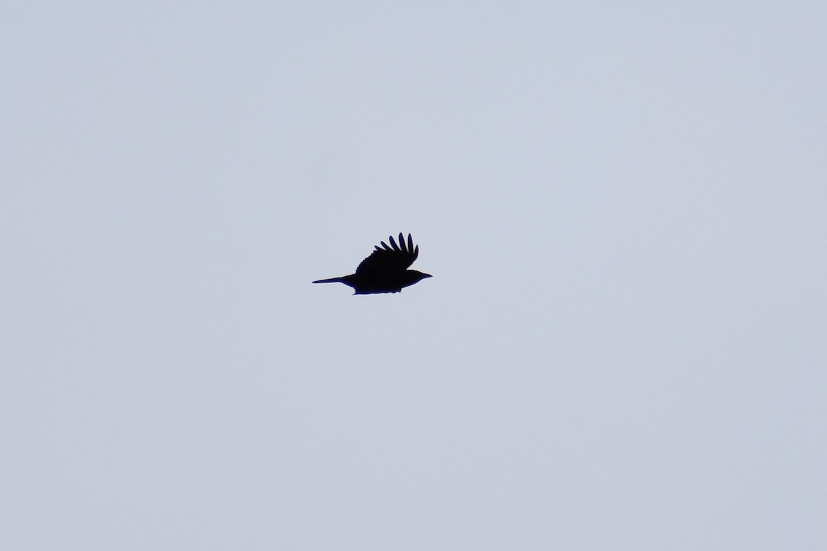 American Crow - ML544060471