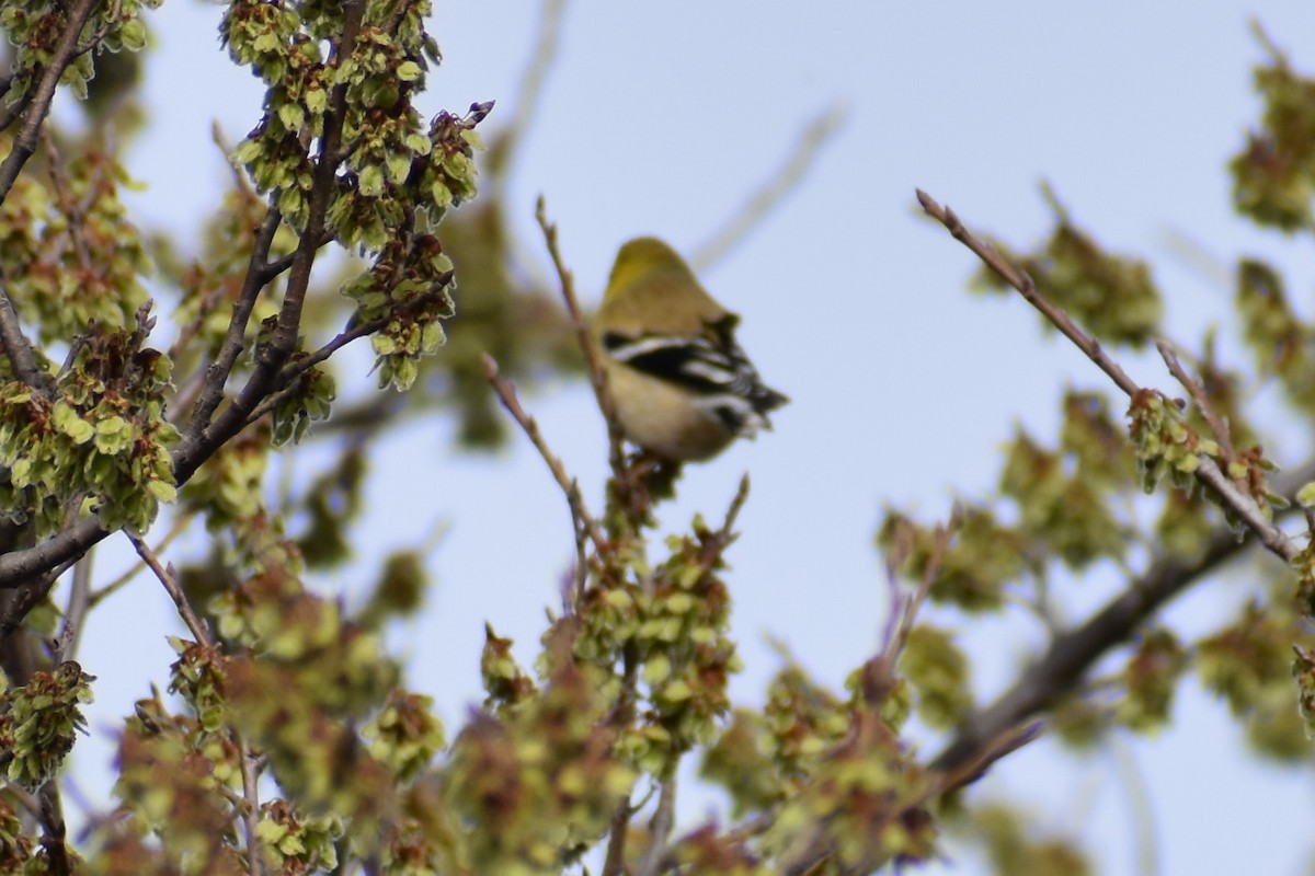 American Goldfinch - ML544060521