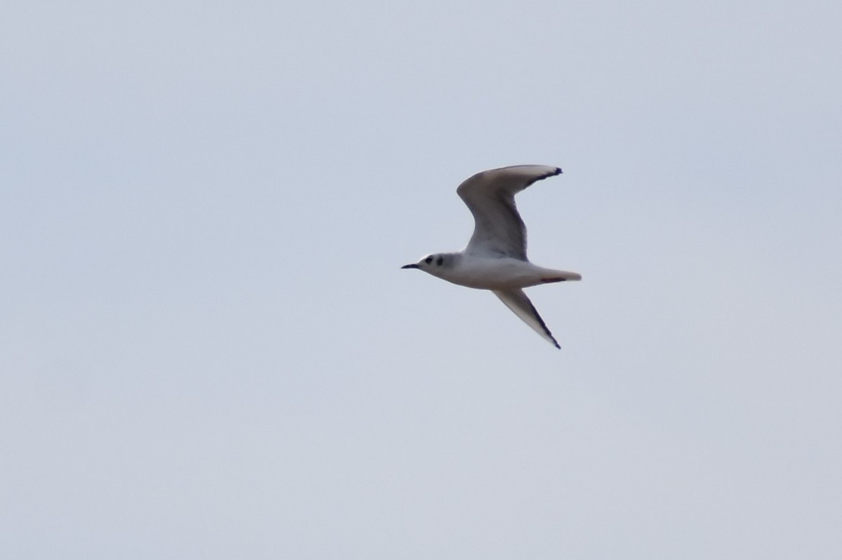 Mouette de Bonaparte - ML544060591