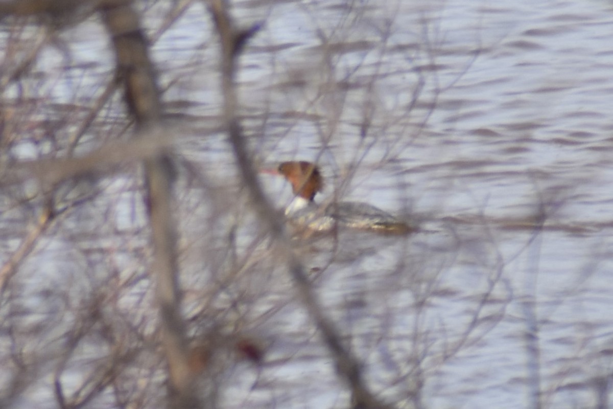 Common Merganser - ML544060611